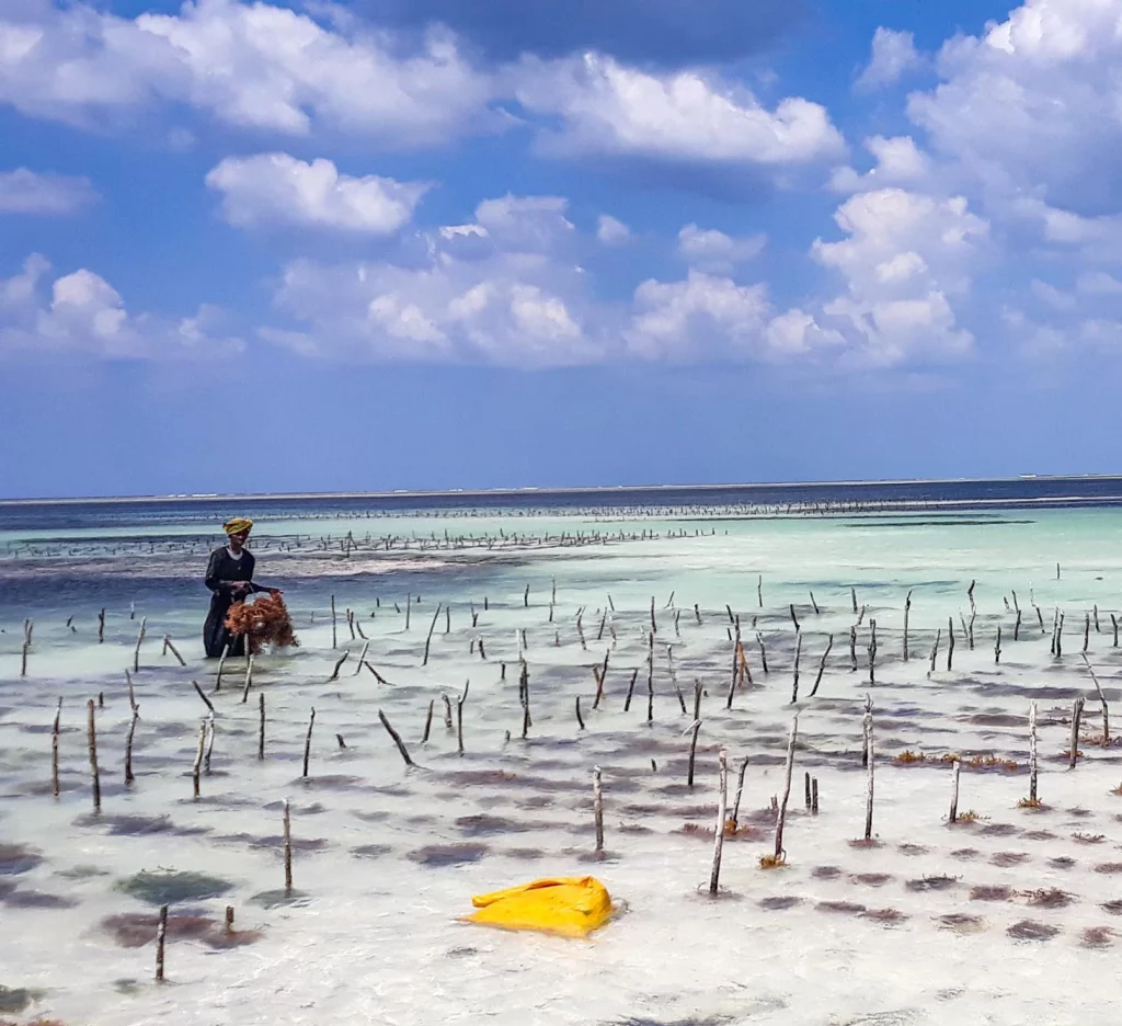A man working on a algae farm on the coast of Africa