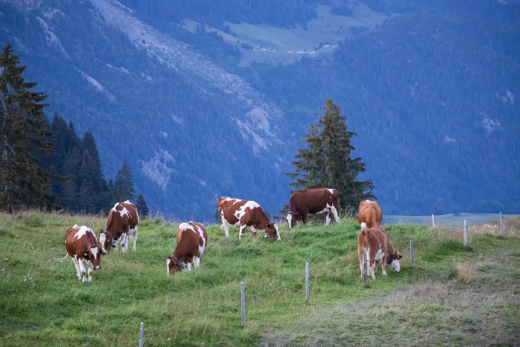 Cows eating grass in the Swiss Alps at sunset