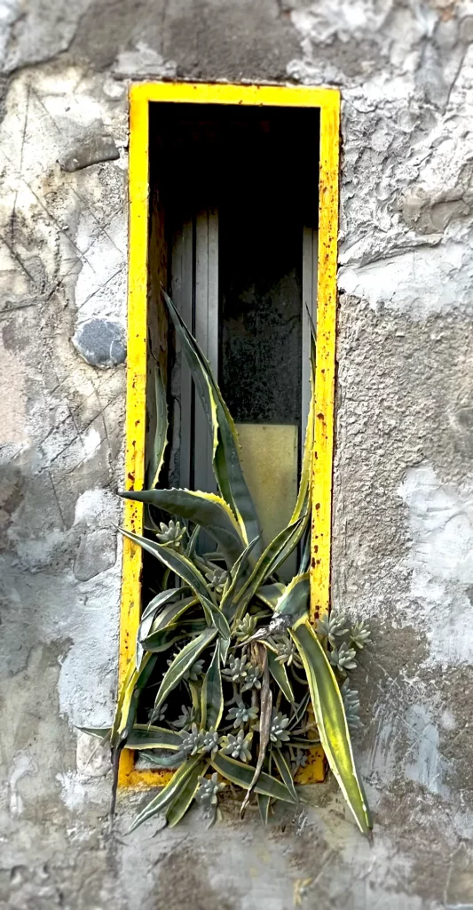 A small window with a yellow frame that has a plant hanging out