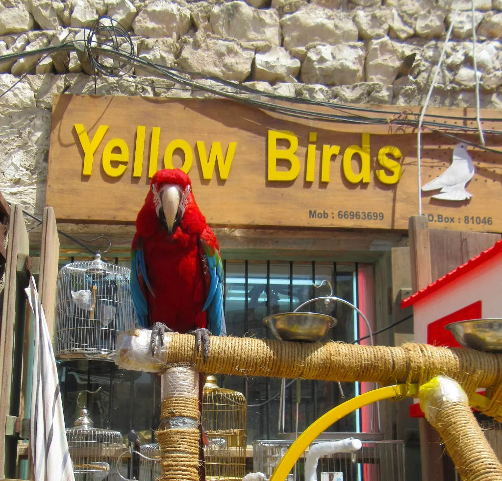 Qatar old town, day, a coloured parrot in front of a bird shop