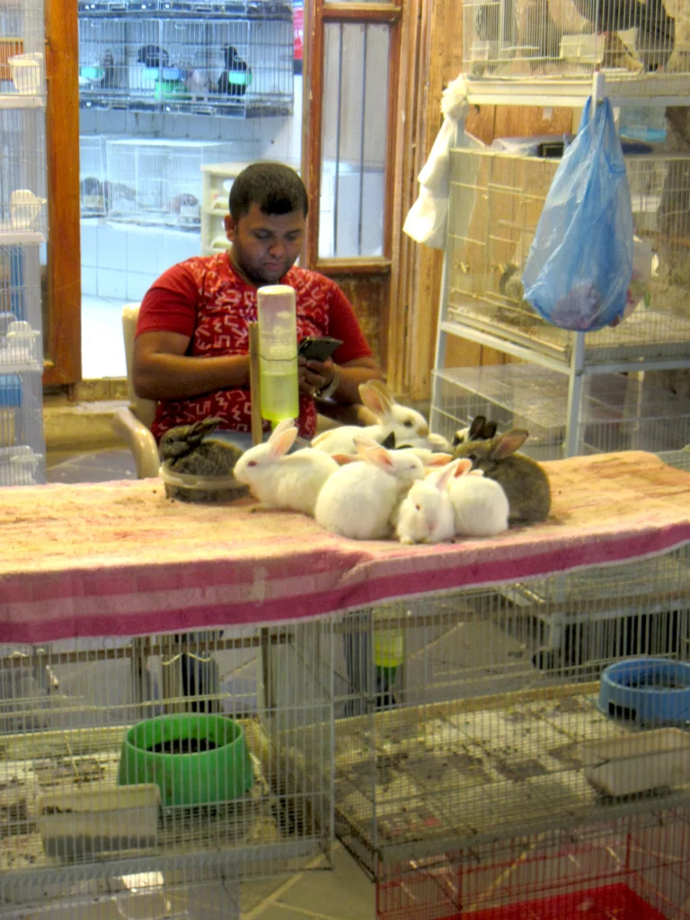 Qatar old town, night, the front of a pet shop with many live animals on display