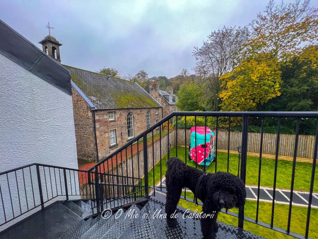 a view from the back stairs, with a dog on the stairs and green gras below.