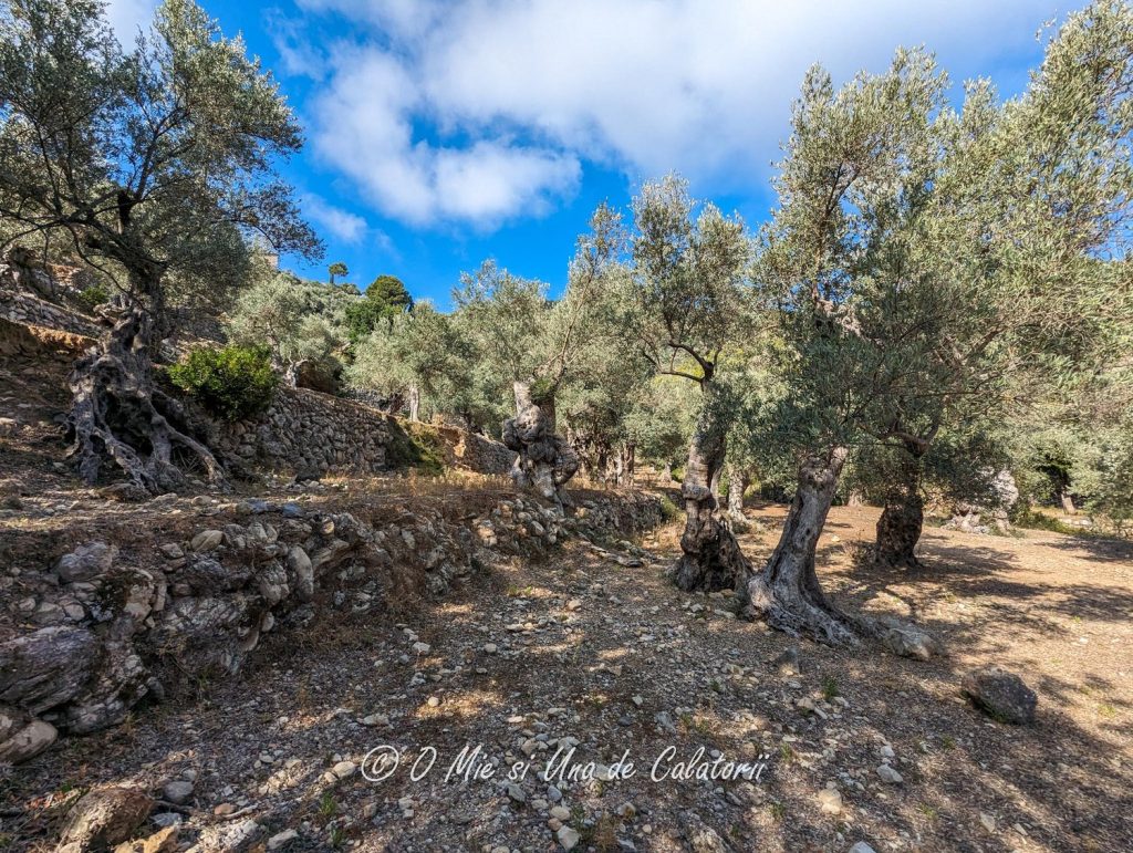A shot of terraced old olive trees, planted along the rocks