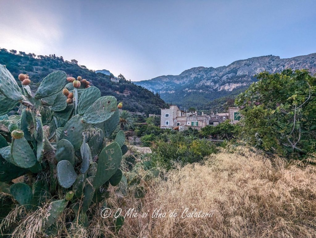 a nature stot of cactus flowers, with some houses in the far plane and further back some mountains