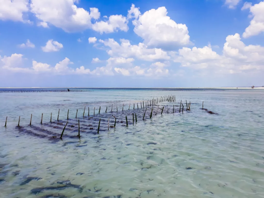 A Seaweed farm in Zanzibar, wooden sticks in the sand with strings of seaweed tied to them.