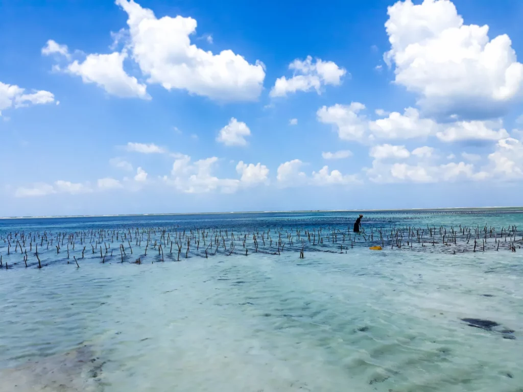 A Seaweed farm in Zanzibar, wooden sticks in the sand with strings of seaweed tied to them.