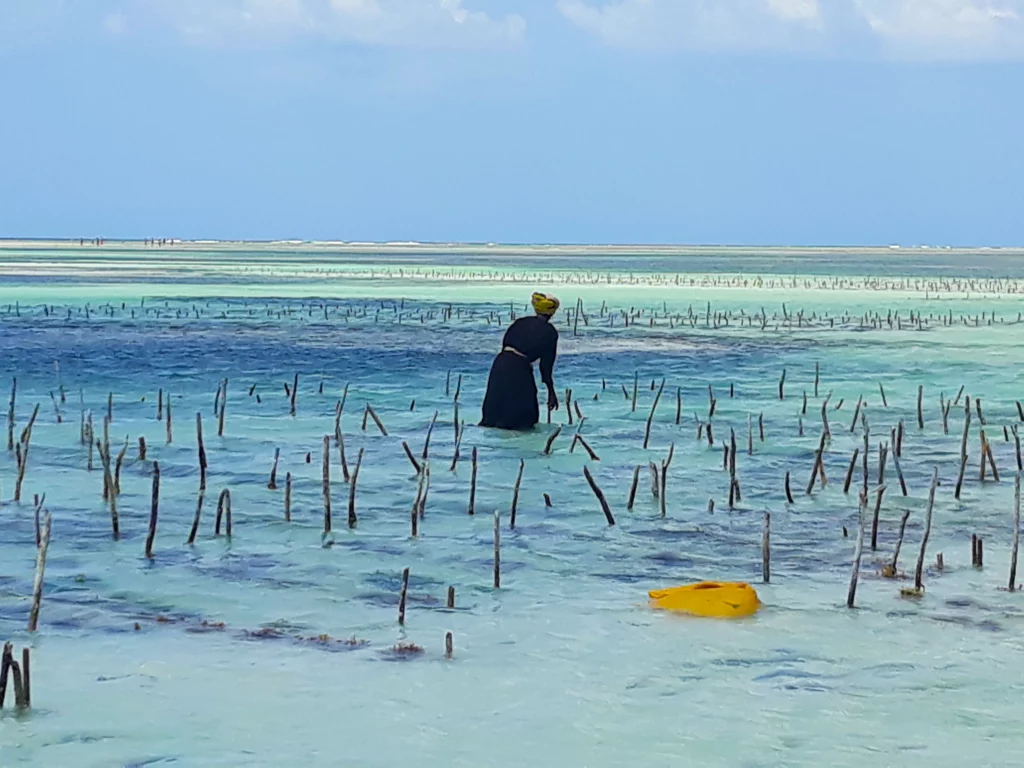 A Seaweed farm in Zanzibar, wooden sticks in the sand with strings of seaweed tied to them. A person is working the farm.