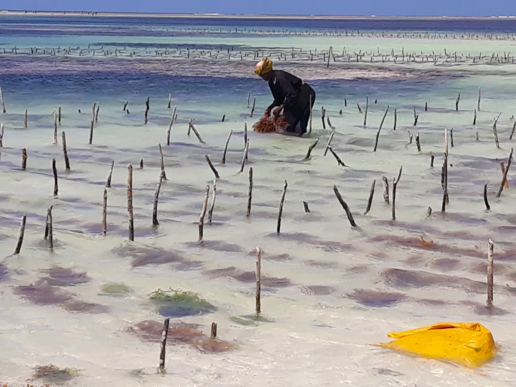 A Seaweed farm in Zanzibar, wooden sticks in the sand with strings of seaweed tied to them. A person working in the water.