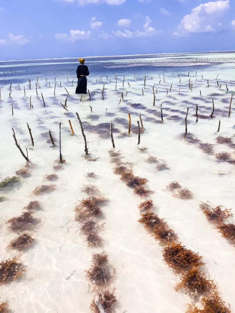 A Seaweed farm in Zanzibar, wooden sticks in the sand with strings of seaweed tied to them. A person working in the water.