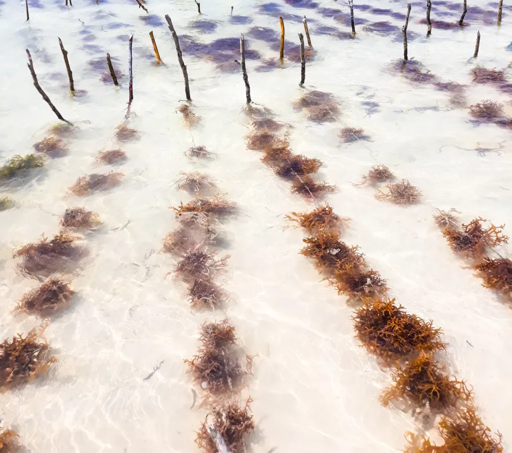 A Seaweed farm in Zanzibar, close up of wooden sticks in the sand with strings of seaweed tied to them.