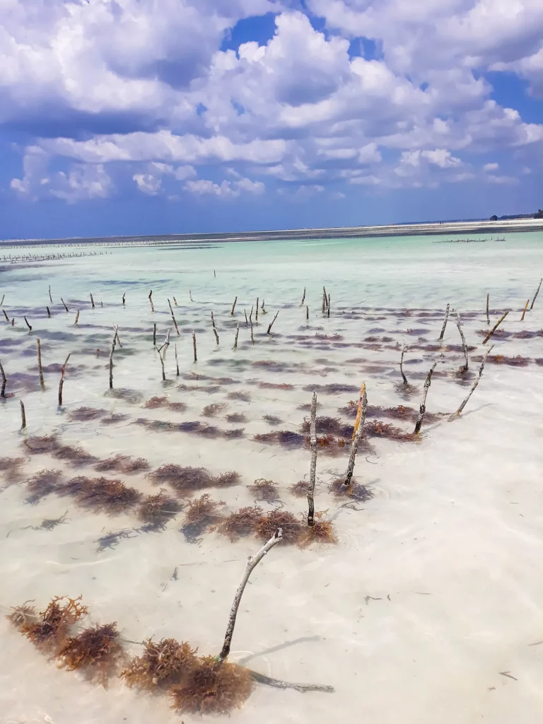 A Seaweed farm in Zanzibar, close up of wooden sticks in the sand with strings of seaweed tied to them.