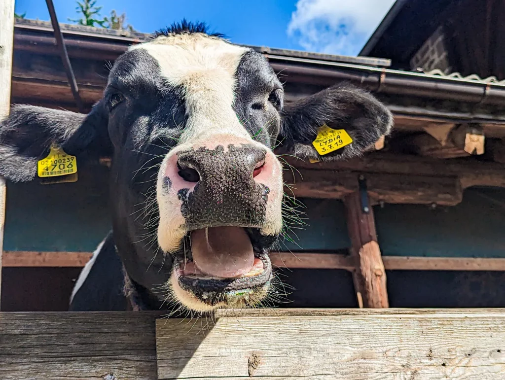 Agriturismo Kabishof cow