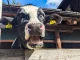 Agriturismo Kabishof cow