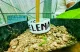 Caribbean cocoa farm closeup on a plastic bracelet on a tree with the word Elena written on it