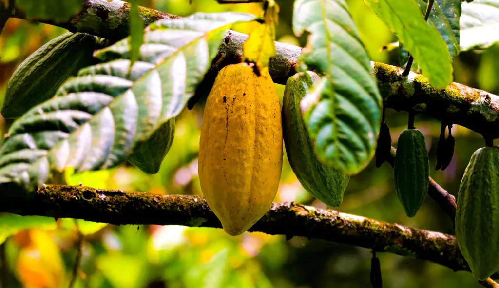 Cocoa fruit in a tree in the Caribbean