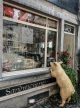 Belgium Durbuy the front of a butchery with a pig (statue) looking inside the window